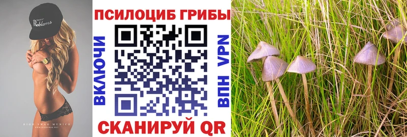 Купить  Великие Луки  Псилоцибиновые грибы мицелий 